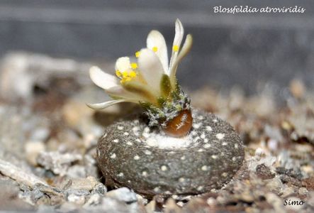 Blossfeldia atroviridis