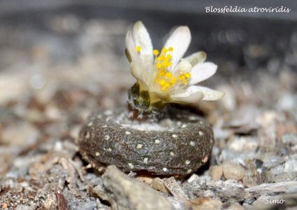 Blossfeldia atroviridis