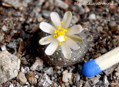 Blossfeldia atroviridis