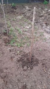 AMELANCHIER LAMARCKII; Arbore de stafida plantat de 4 ani! A produs prima data anul trecut! Achizitionat din Baumax!
