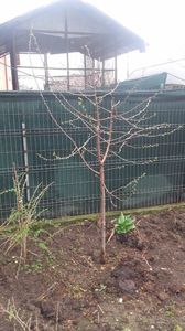 visin crisana; Nu sunt prea multumit de calitatea fructelor. In 2016 le-a facut acre rau
