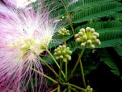 Albizia Julibrissin boboci inflorind