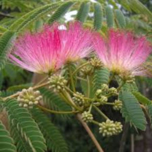 Albizia