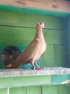 M 2016 Paco