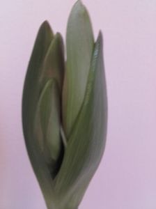 amarilis 2017 rosu