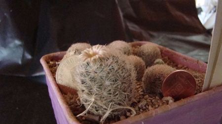 Mammillaria lasiachanta SB Bruwster co. Tx