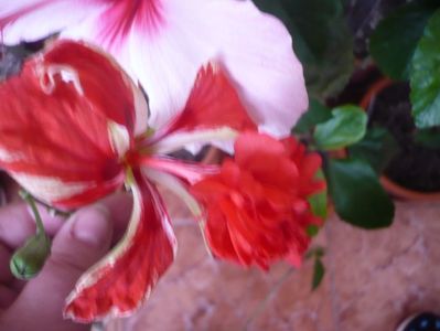 P1310383