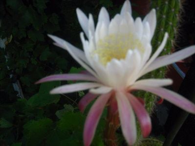 poze 2016 005; nyctocereus
