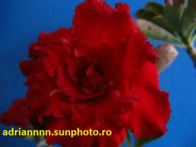 Adenium Doungmechok