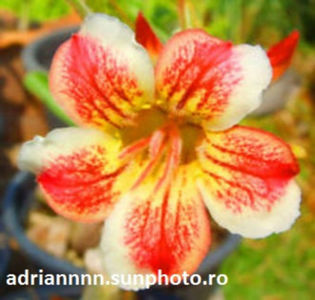 Adenium Light of Hope
