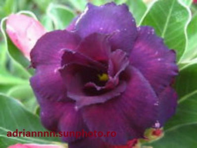 Adenium Moungdum
