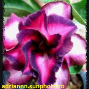 Adenium Violet City