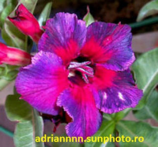 Adenium Kaleidoscope