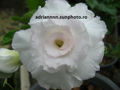 Adenium Kawhema