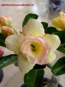 Adenium Aura