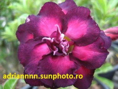 Adenium Moung Kusuma
