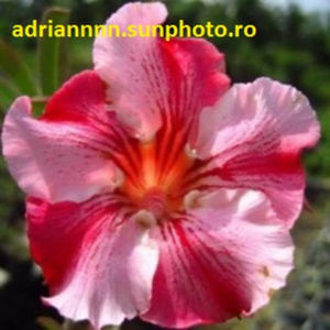 Adenium Lucky-in-Love