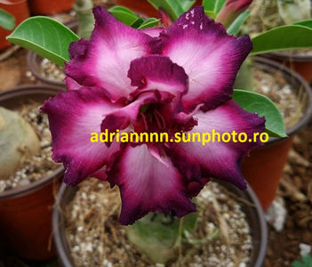 Adenium 'Purple Angel'