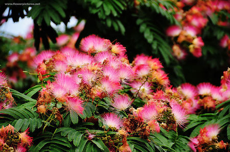 Albizia Julibrissin - Arbore de Matase