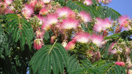 Albizia Julibrissin - Arbore de Matase