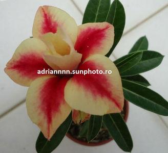 Adenium Peach Crispy Noodles
