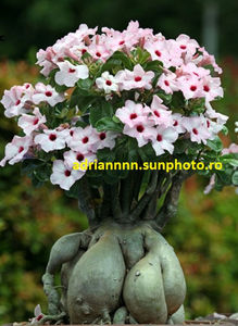 Adenium Heirloom Pink Desert Rose
