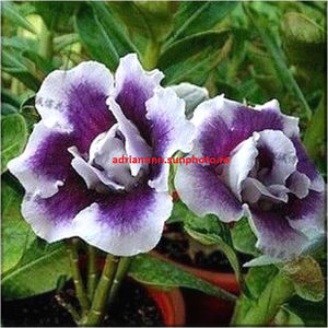 Adenium Purple White Double