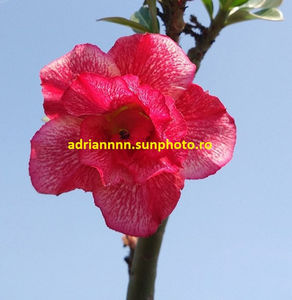 Adenium 'Red Cherry
