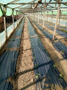 01.04.2017 plantat
