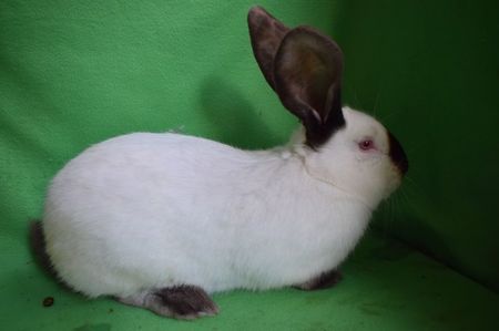 Mascul UT 5 luni M74
