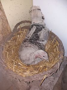 Prima; Cloceste 16 oua de curca si 5 de bibilica
