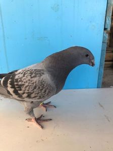 IMG-20170402-WA0010