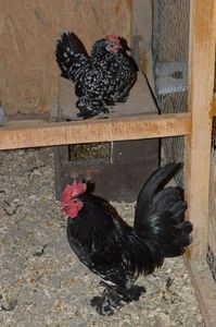 negru bobat cu alb