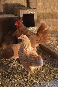 sebright chamois
