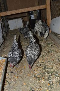 sebright argintiu