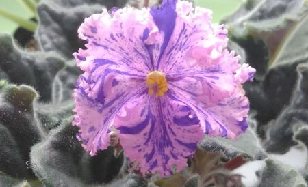 02.04
