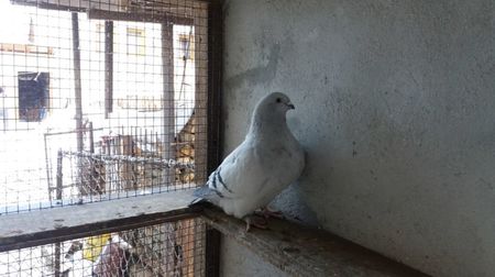 SONNIA; Femela 2016
