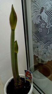 A.Samba