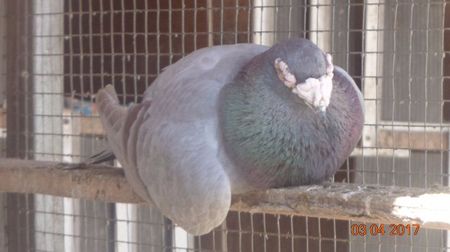 Grogy