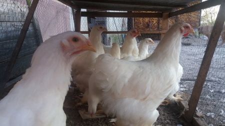 Brahma alb