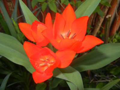 Tulipa Praestans Fusilier (2017, Apr.02)