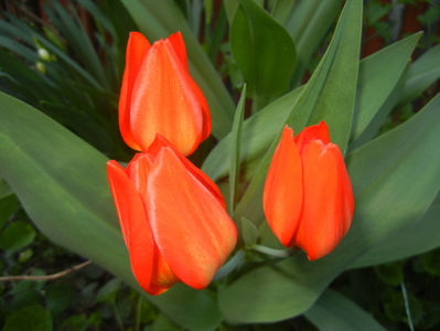 Tulipa Praestans Fusilier (2017, Apr.03)