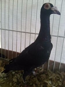 Photo0597