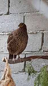 fazanita tragopan