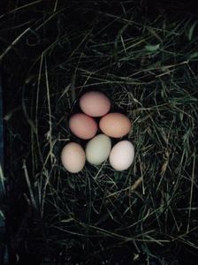 Oua; Cele 3 de sus sunt de la găini porumbace
