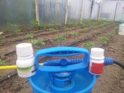 06.04.2017; ATONIK  + TOMATOSTIM
