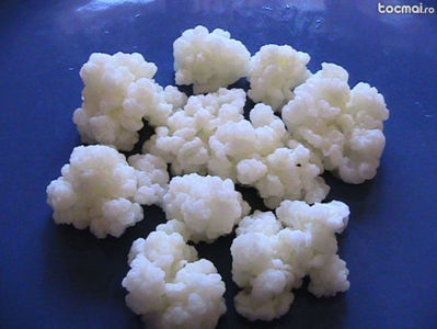 KEFIR BIO 0765437394  CIUPERCA TIBETANA KEFIR (4)