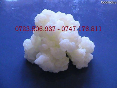 KEFIR 0723506937 - 0747176811 CIUPERCA TIBETANA (1) - Copy - Copy