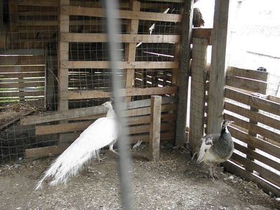 Picture 066