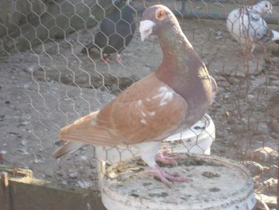 Mascul